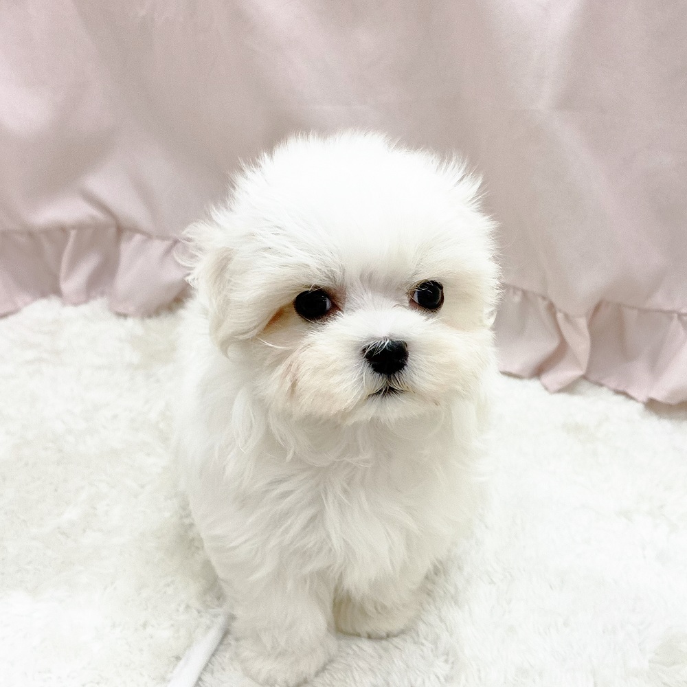 愛知県のマルチーズ (犬の家＆猫の里アミーゴ神の倉店/2025年8月11日生まれ/女の子/ホワイト)の子犬の1枚目の画像