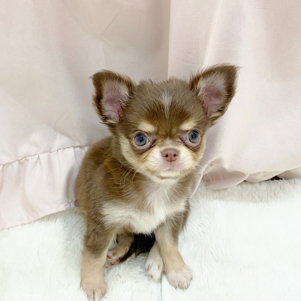 愛知県のチワワ(ロング) (犬の家＆猫の里アミーゴ神の倉店/2025年9月5日生まれ/女の子/チョコレートタンホワイト)の子犬の1枚目の画像