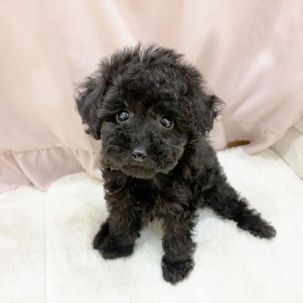 愛知県のトイプードル(トイ) (犬の家＆猫の里アミーゴ神の倉店/2025年9月5日生まれ/女の子/ブラック)の子犬の1枚目の画像