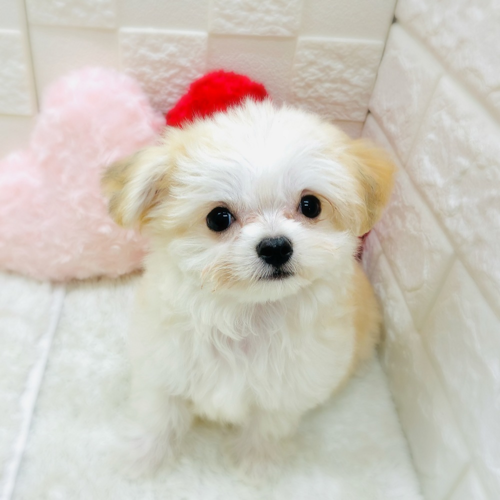 愛知県のチワマル/マルチワ(チワワ×マルチーズ) (犬の家＆猫の里アミーゴ神の倉店/2025年9月28日生まれ/男の子/クリームホワイト)の子犬の1枚目の画像