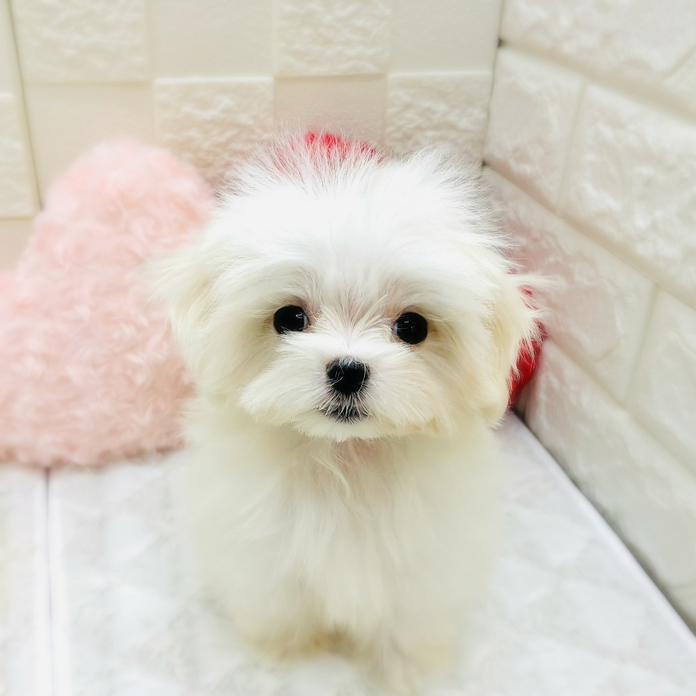 愛知県のマルチーズ (犬の家＆猫の里アミーゴ神の倉店/2025年10月12日生まれ/女の子/ホワイト)の子犬の1枚目の画像