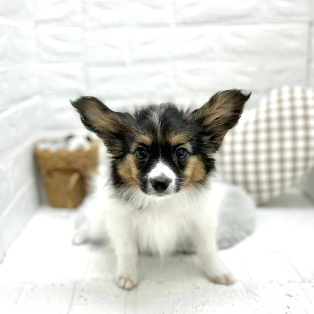 パピヨン男の子の写真