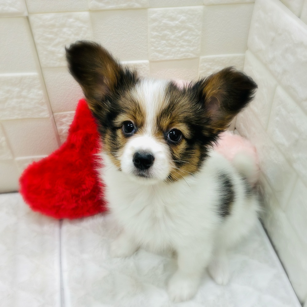 愛知県のパピヨン (犬の家＆猫の里アミーゴ神の倉店/2025年12月1日生まれ/男の子/ホワイトブラウン)の子犬の1枚目の画像