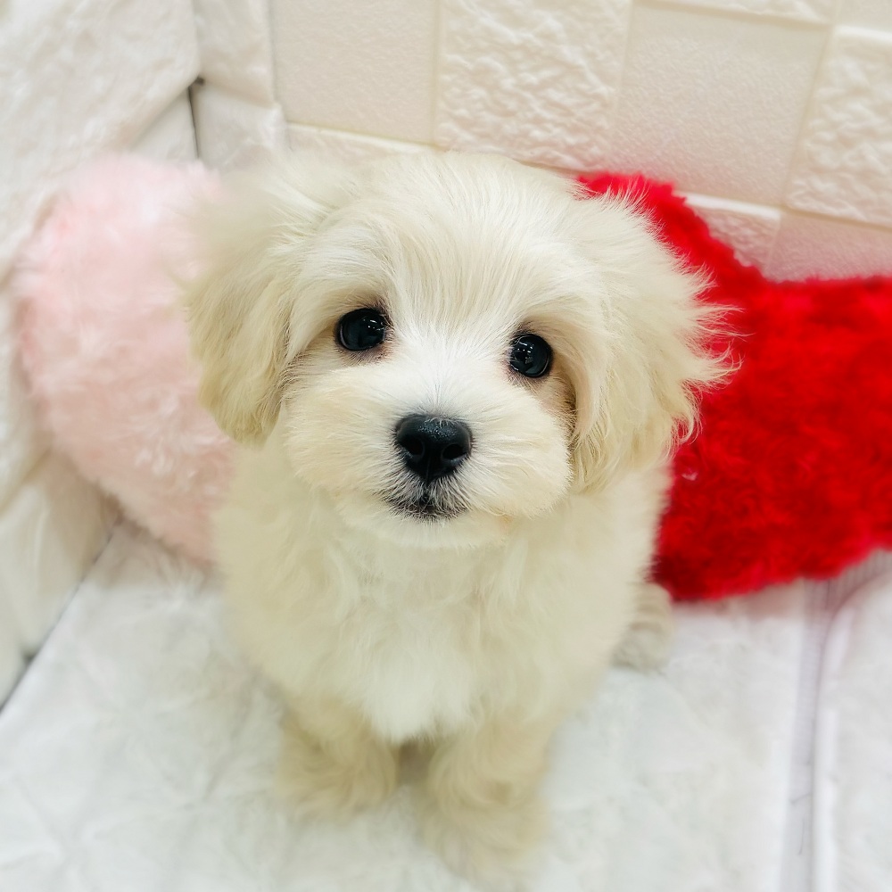 愛知県のマルプー(マルチーズ×プードル) (犬の家＆猫の里アミーゴ神の倉店/2026年1月31日生まれ/男の子/クリームホワイト)の子犬の1枚目の画像