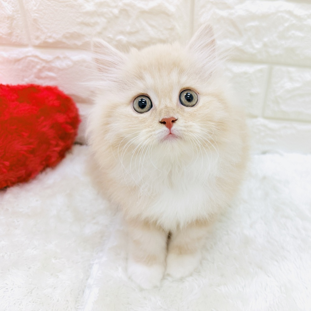生体画像８