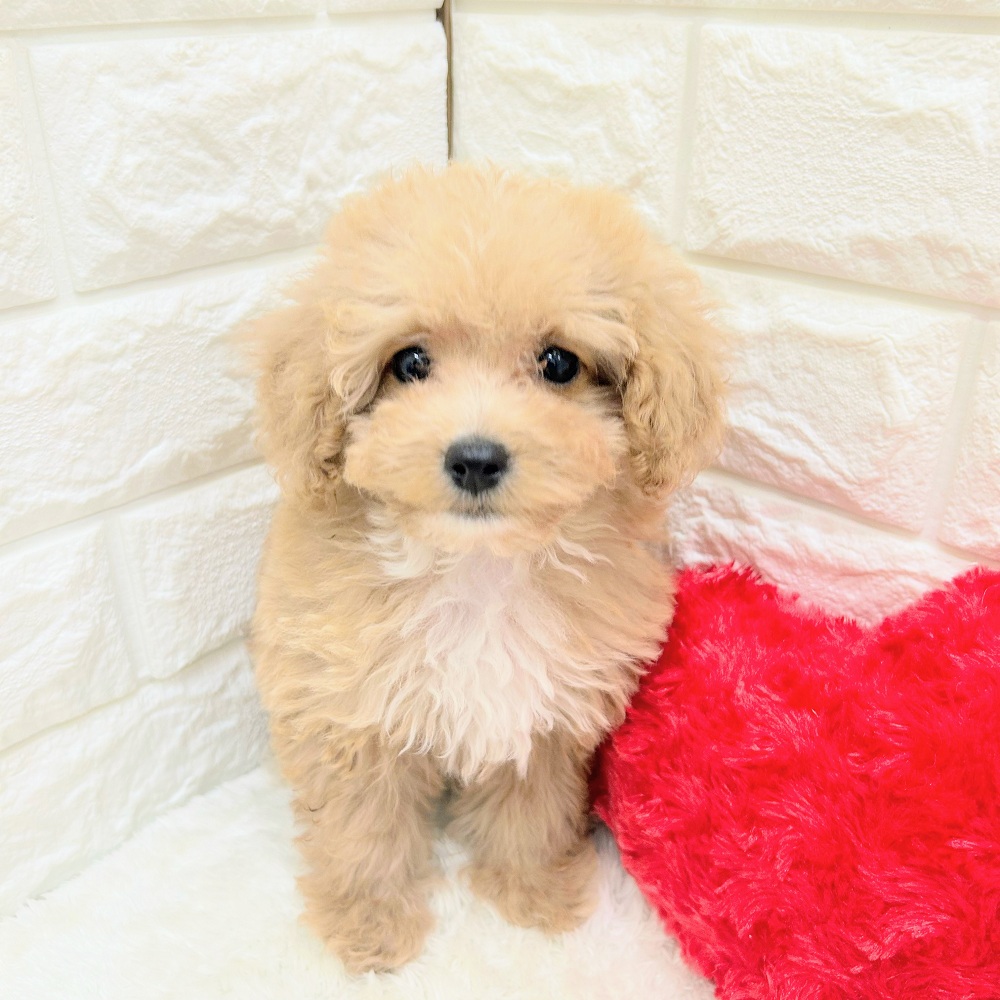 愛知県のマルプー(マルチーズ×プードル) (犬の家＆猫の里アミーゴ神の倉店/2026年7月3日生まれ/女の子/アプリコットホワイト)の子犬の1枚目の画像
