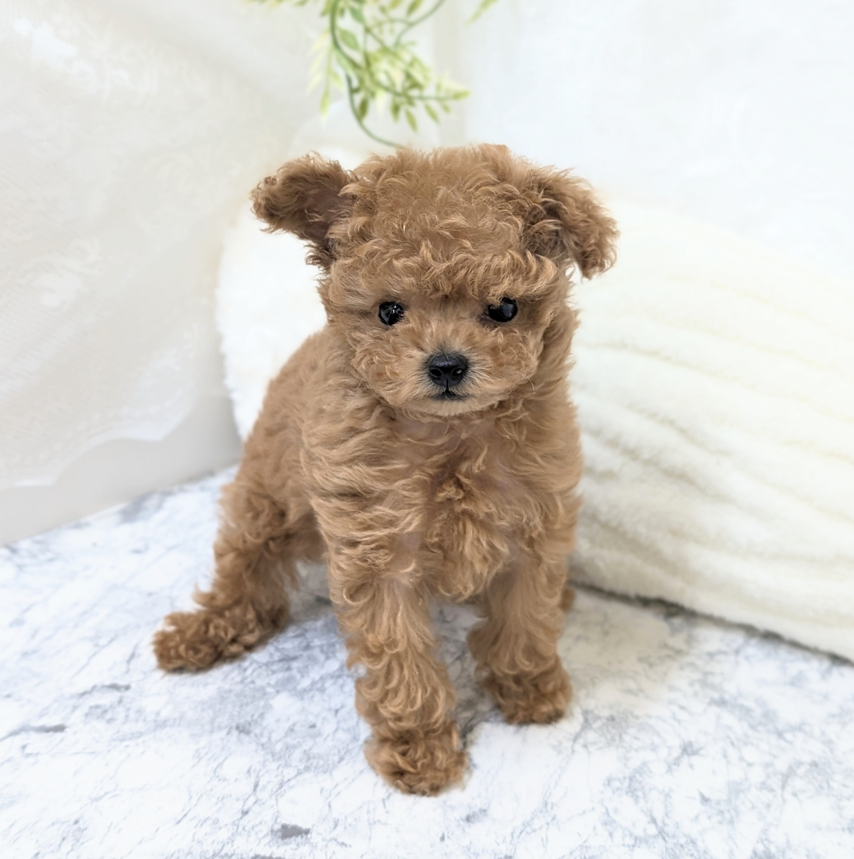 愛知県のトイプードル(ティーカップ) (犬の家＆猫の里安城店/2026年1月15日生まれ/女の子/レッドフォーン)の子犬の1枚目の画像