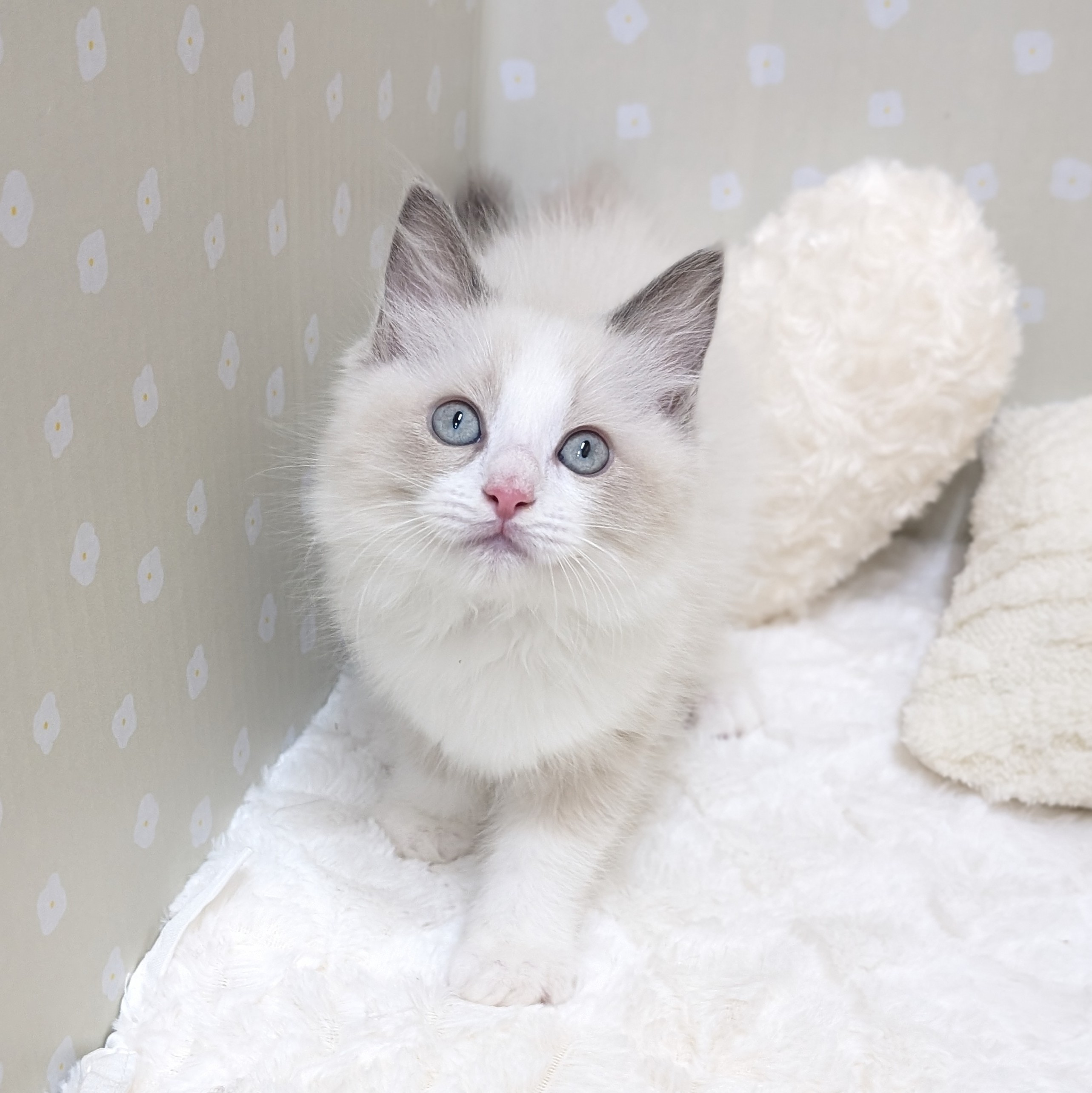 愛知県のラグドール (犬の家＆猫の里安城店/2026年2月4日生まれ/男の子/ブルーポイントバイカラー)の子猫の1枚目の画像