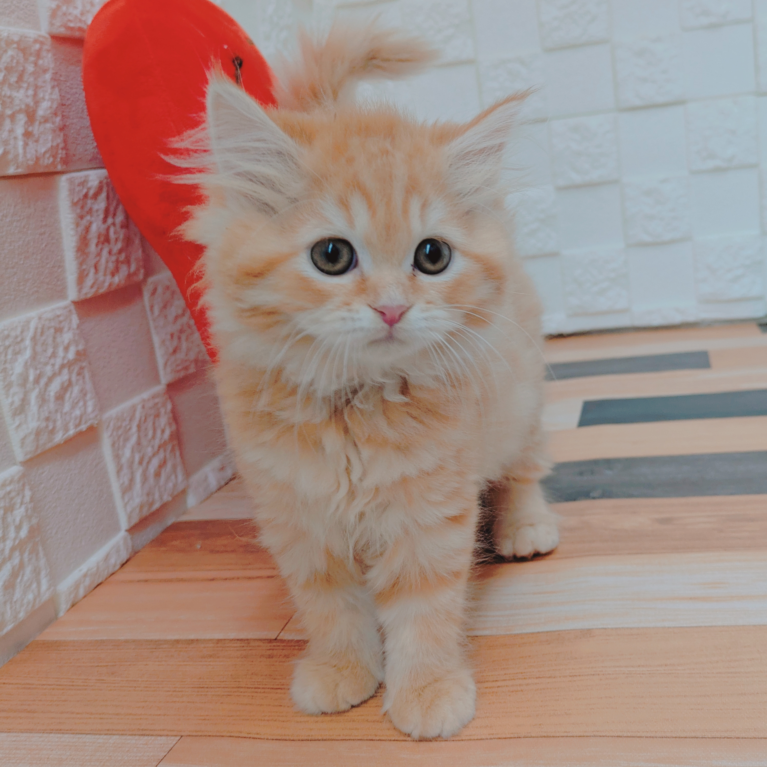 兵庫県のスコティッシュストレート (犬の家＆猫の里尼崎店/2025年2月16日生まれ/女の子/レッドタビー)の子猫