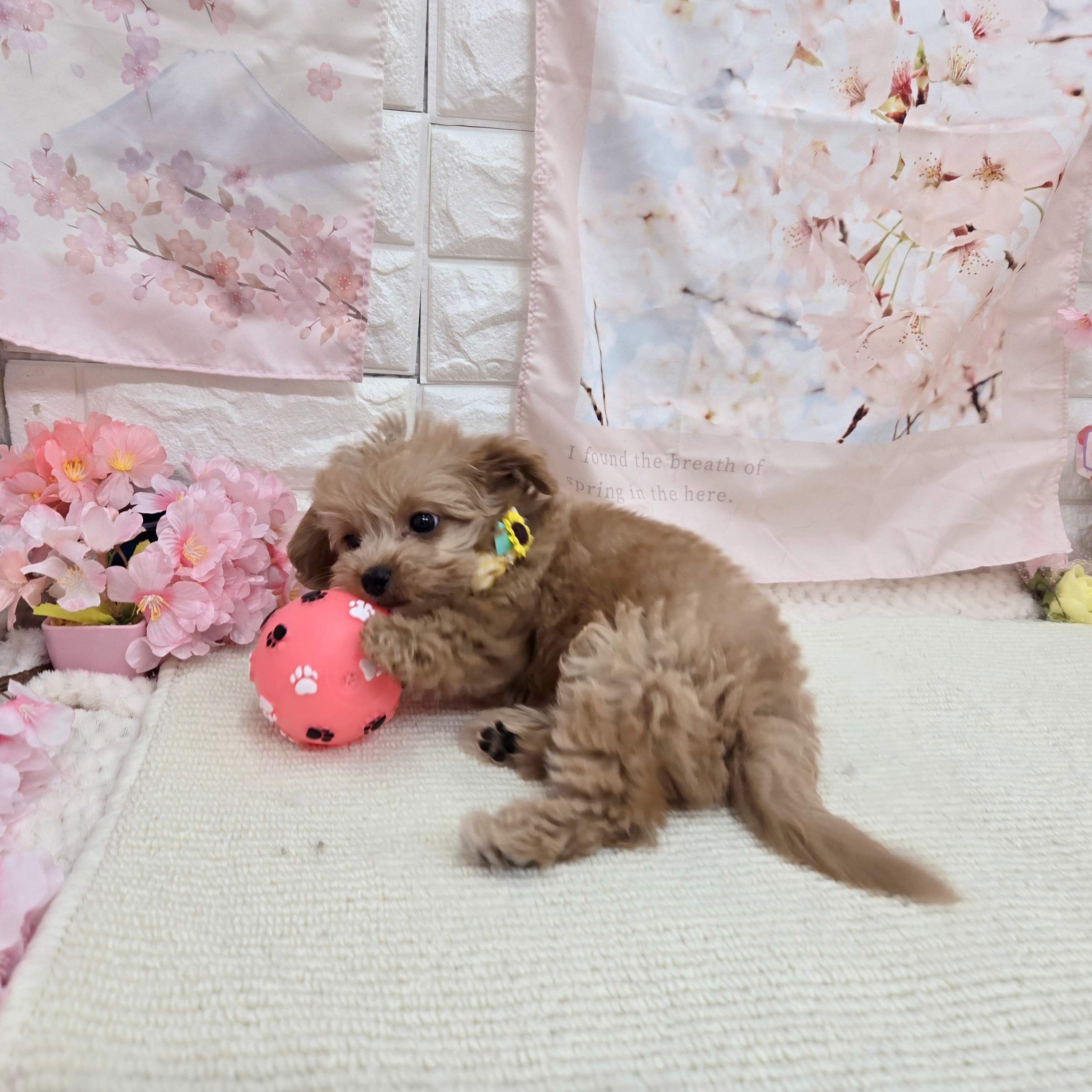 生体画像８