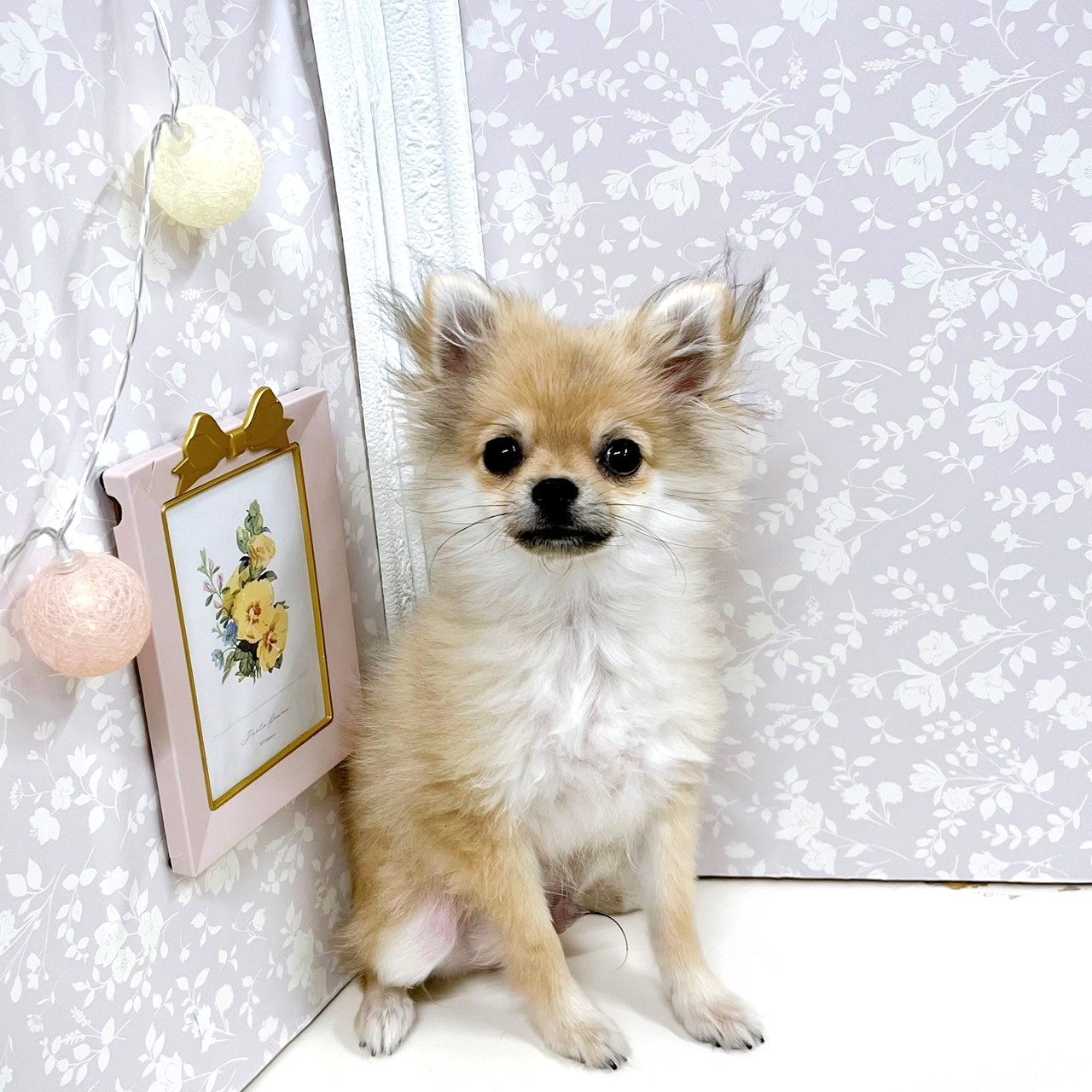 富山県のポメチワ/チワポメ/ポメチー(ポメラニアン×チワワ) (犬の家＆猫の里アミーゴ高岡蓮花寺店/2025年11月15日生まれ/男の子/クリームセーブル)の子犬の1枚目の画像