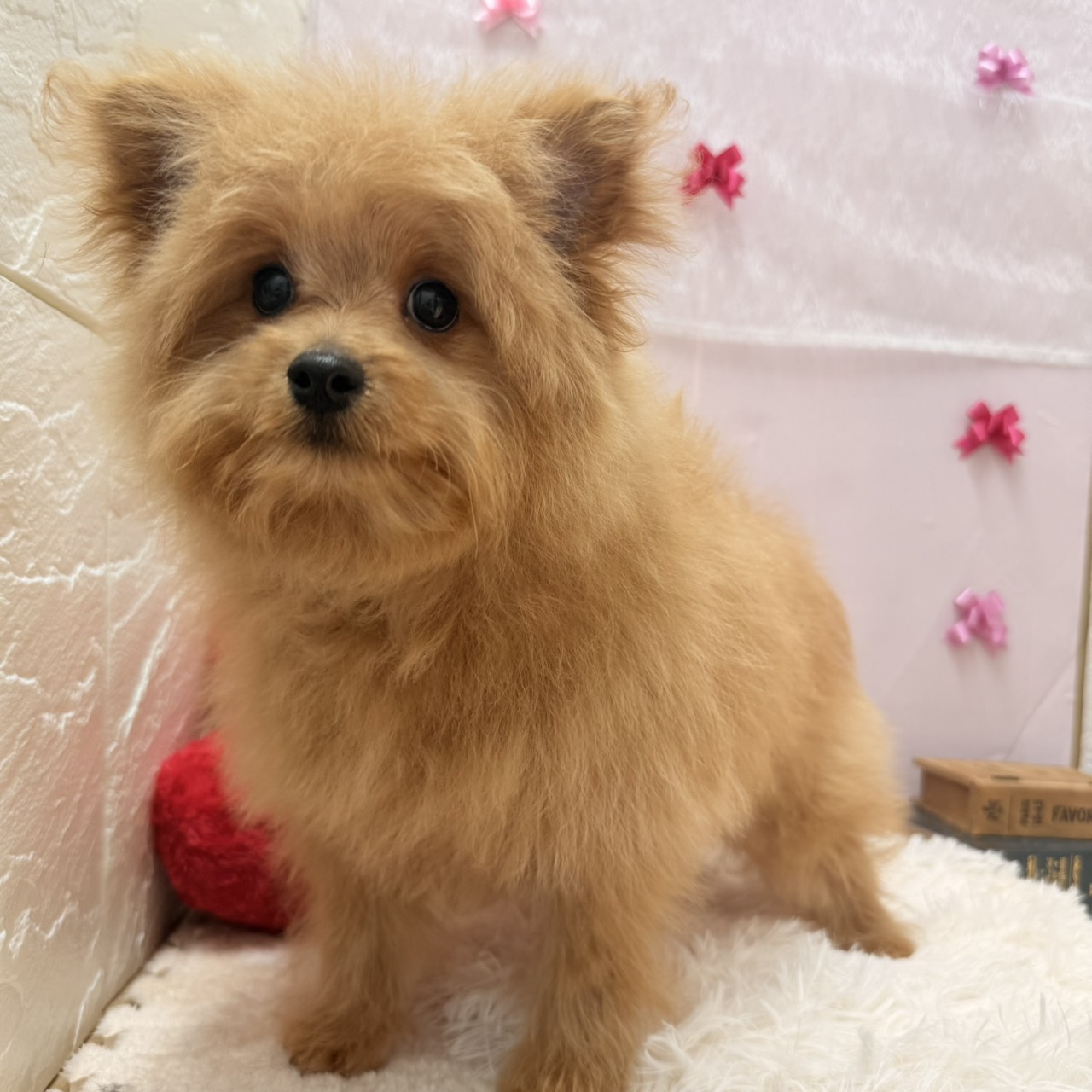 長野県のポメプー(ポメラニアン×プードル) (犬の家＆猫の里カインズ梓川店/2025年10月19日生まれ/男の子/オレンジ)の子犬の1枚目の画像