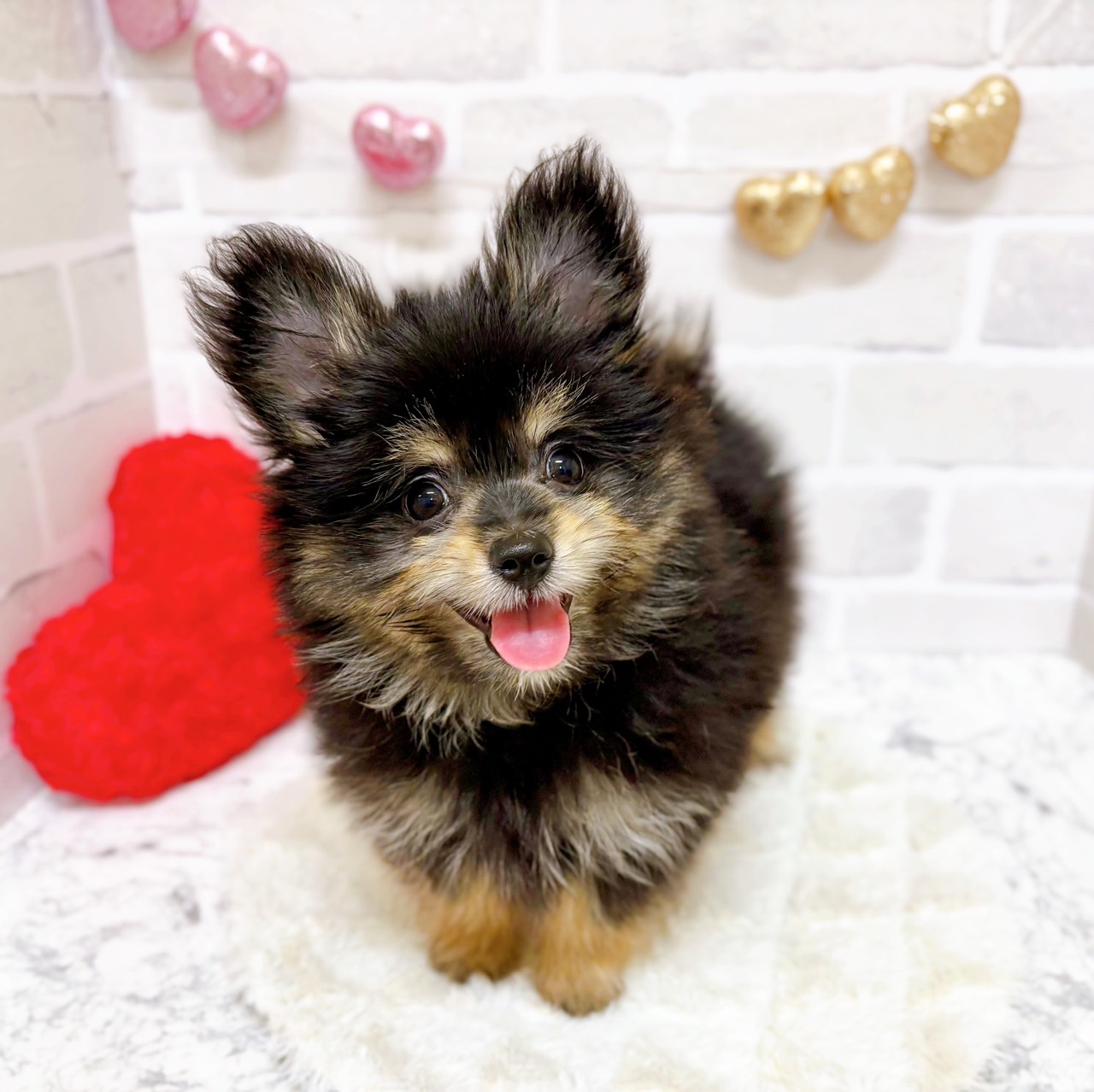 京都府のポメキー(ポメラニアン×ヨークシャーテリア) (犬の家＆猫の里京都精華店/2025年6月30日生まれ/男の子/ブラックタン)の子犬の1枚目の画像