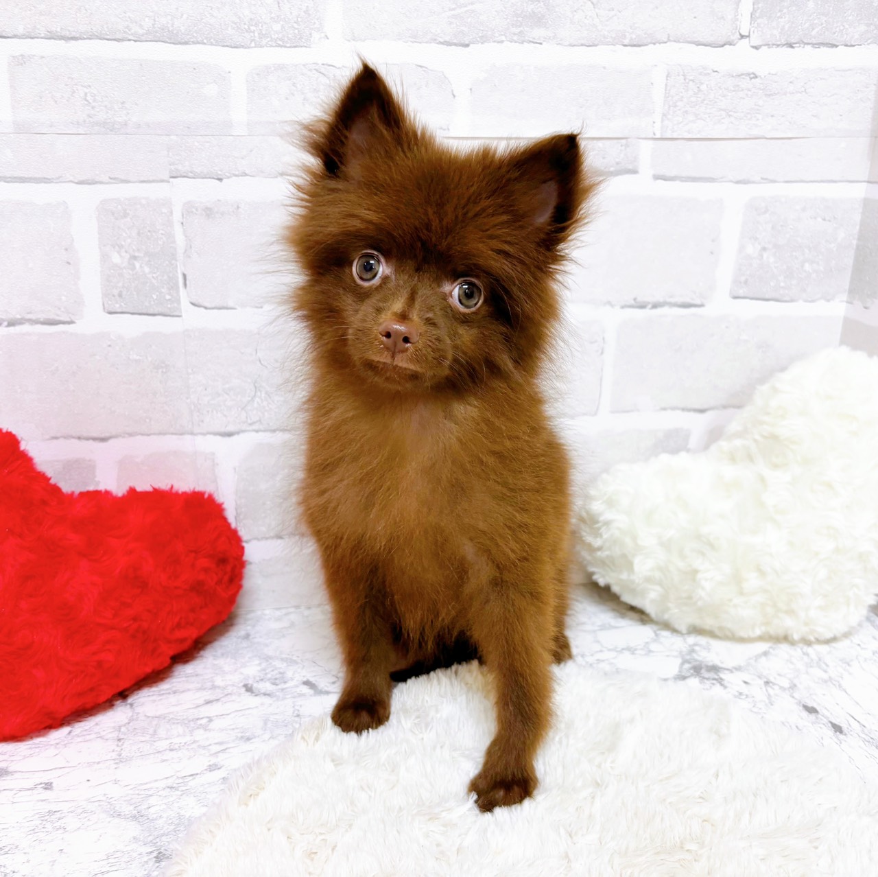 京都府のポメチワ/チワポメ/ポメチー(ポメラニアン×チワワ) (犬の家＆猫の里京都精華店/2025年9月15日生まれ/男の子/チョコレート)の子犬の1枚目の画像