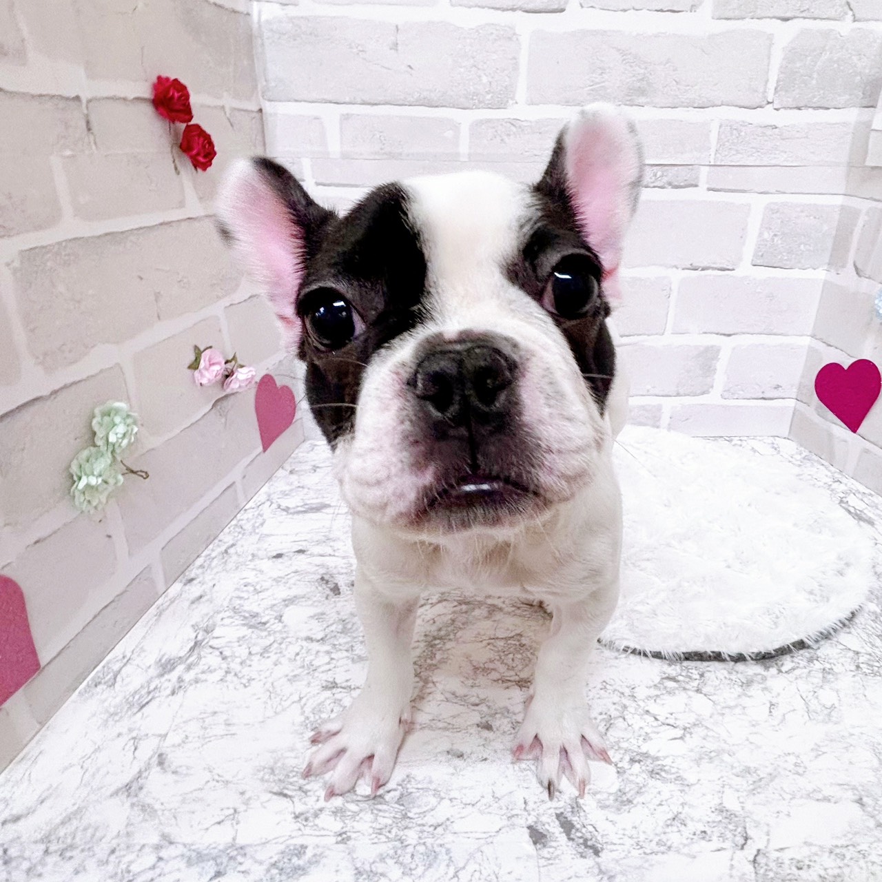 京都府のフレンチブルドッグ (犬の家＆猫の里京都精華店/2025年10月21日生まれ/女の子/パイド)の子犬の1枚目の画像