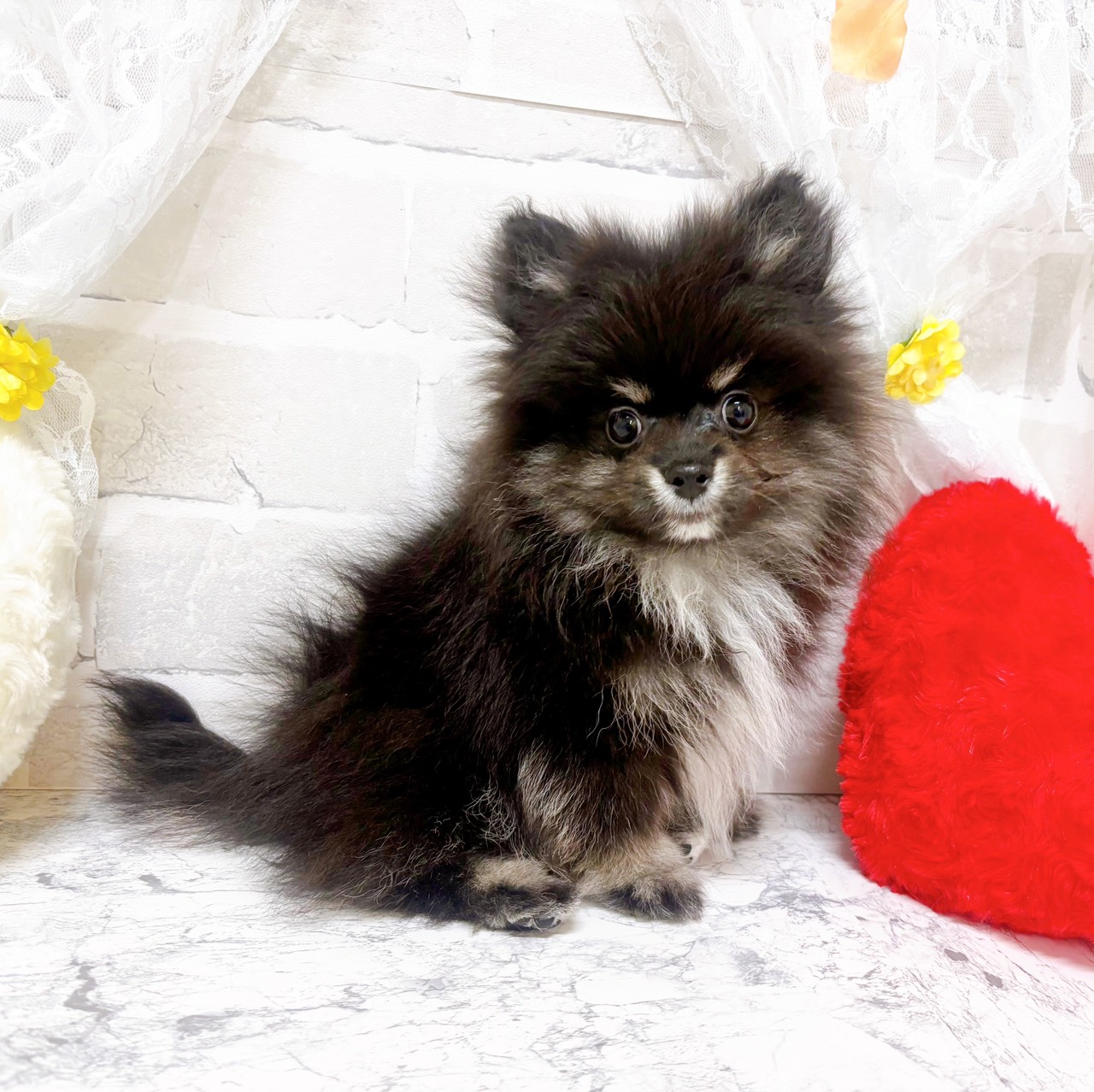 生体画像８