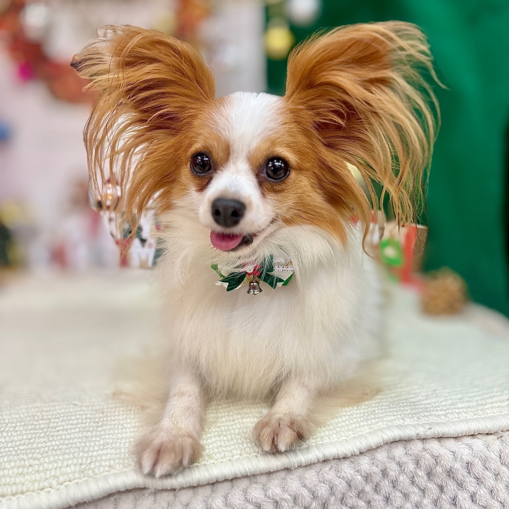 パピヨン女の子の写真