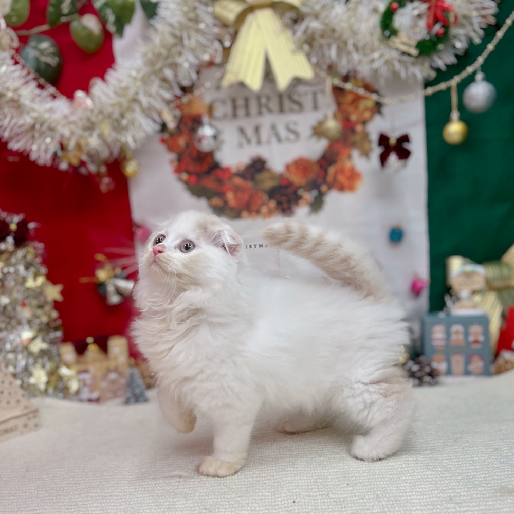 岐阜県のスコティッシュフォールド (犬の家＆猫の里岐南店/2025年9月21日生まれ/男の子/クリームタビーホワイト)の子猫の1枚目の画像