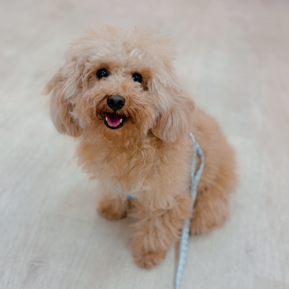 トイプードル女の子の写真