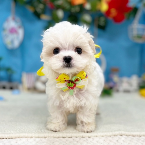 岐阜県のマルチーズ (犬の家＆猫の里岐南店/2025年6月16日生まれ/女の子/ホワイト)の子犬の1枚目の画像