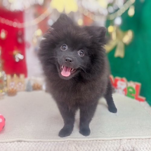 岐阜県のポメラニアン (犬の家＆猫の里岐南店/2025年7月28日生まれ/女の子/ブラック)の子犬の1枚目の画像