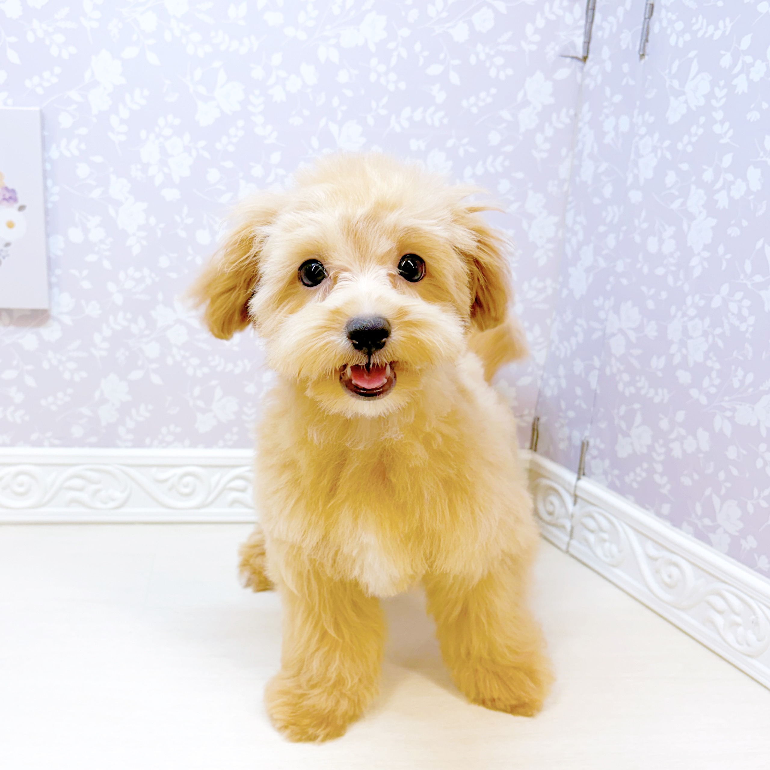 石川県のマルプー(マルチーズ×プードル) (犬の家＆猫の里アミーゴ金沢おこばた店/2026年5月19日生まれ/男の子/アプリコット)の子犬の1枚目の画像