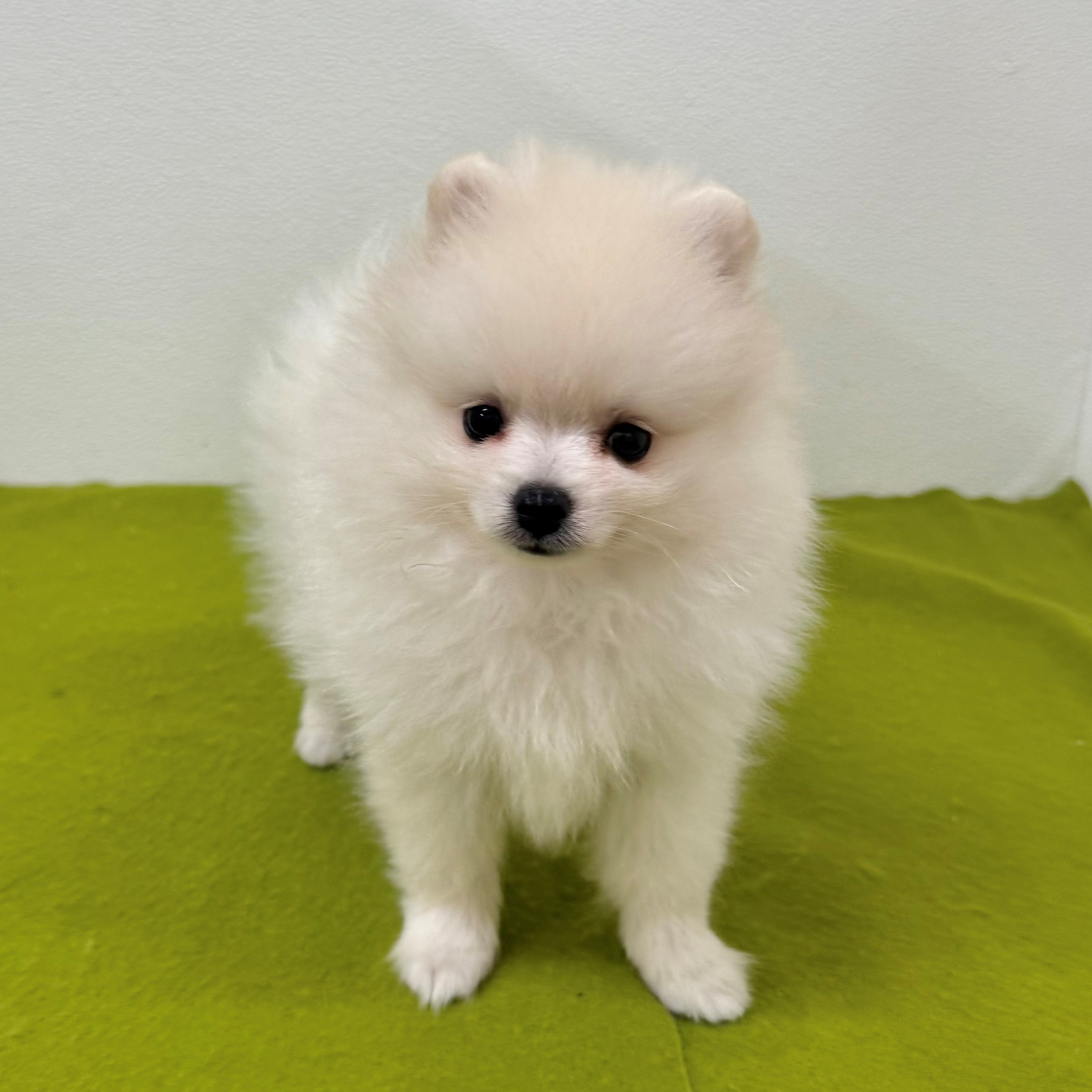 福岡県のポメラニアン (犬の家＆猫の里トリアス久山店/2025年7月14日生まれ/男の子/ホワイト)の子犬の1枚目の画像