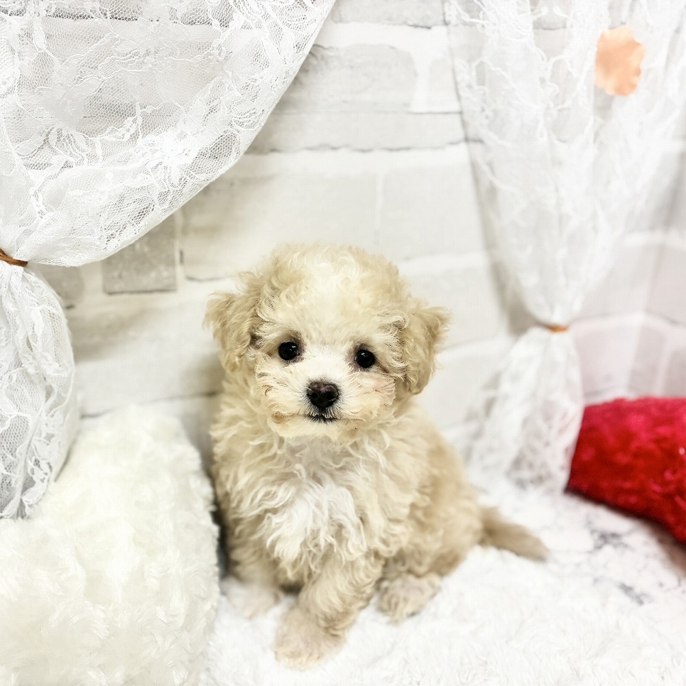 京都府のマルプー(マルチーズ×プードル) (犬の家＆猫の里京都精華店/2026年5月3日生まれ/男の子/クリームホワイト)の子犬の1枚目の画像