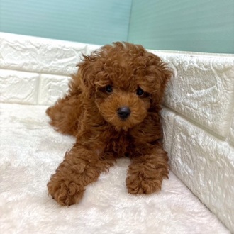 静岡県のトイプードル(トイ) (犬の家＆猫の里マークイズ静岡店/2025年8月3日生まれ/女の子/レッド)の子犬の1枚目の画像