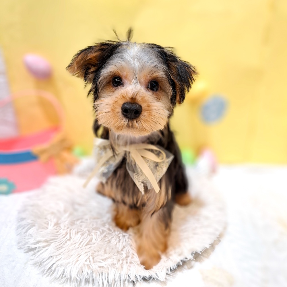 10万円以下のヨークシャーテリアの子犬を価格や特徴で探す|ペット