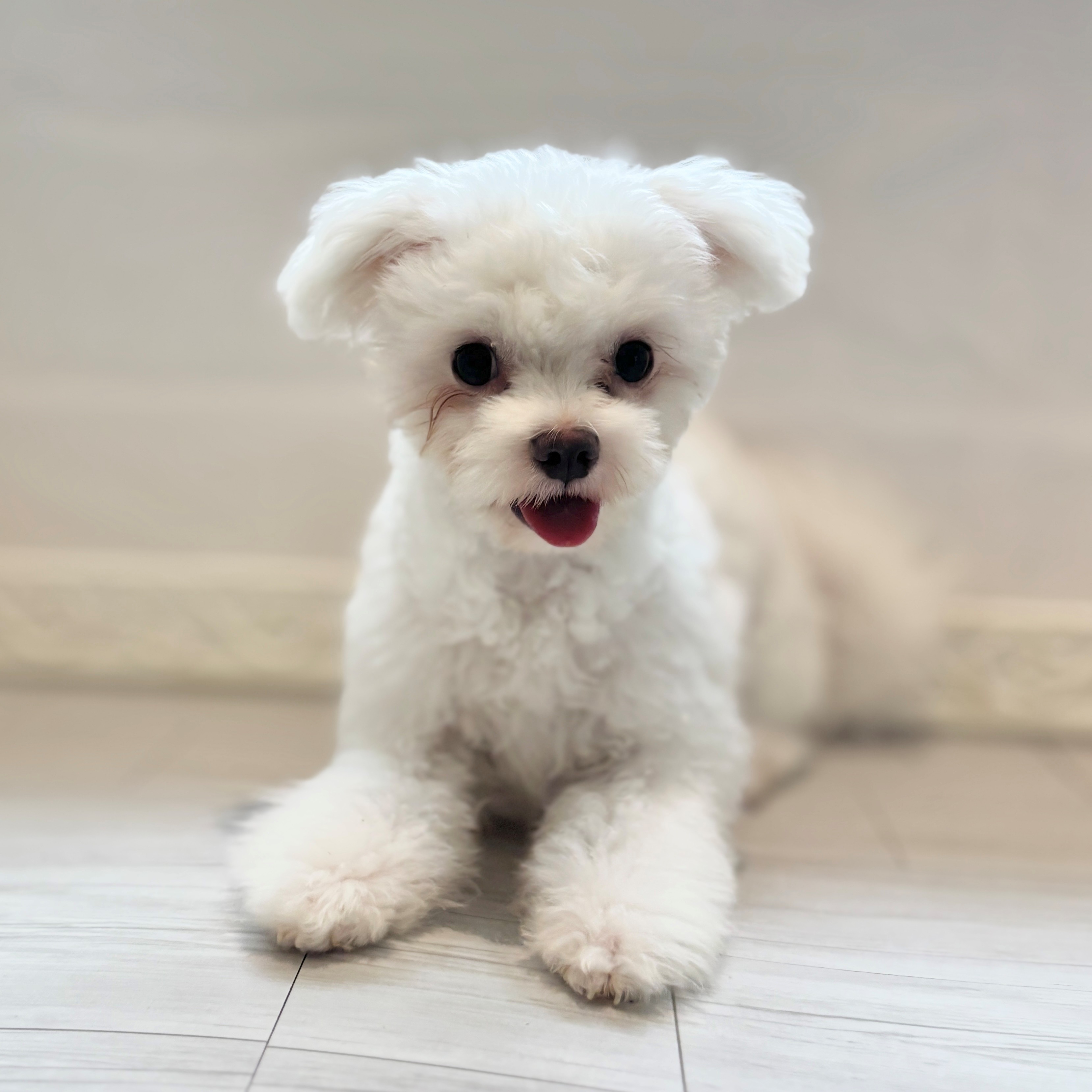 大阪府のチワワ（ロング）の子犬一覧 | ペットショップ 犬の家&猫の里