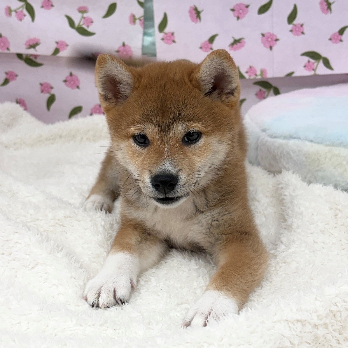 レッド(赤系)の柴犬の子犬一覧 | ペットショップ 犬の家&猫の里 | 子犬
