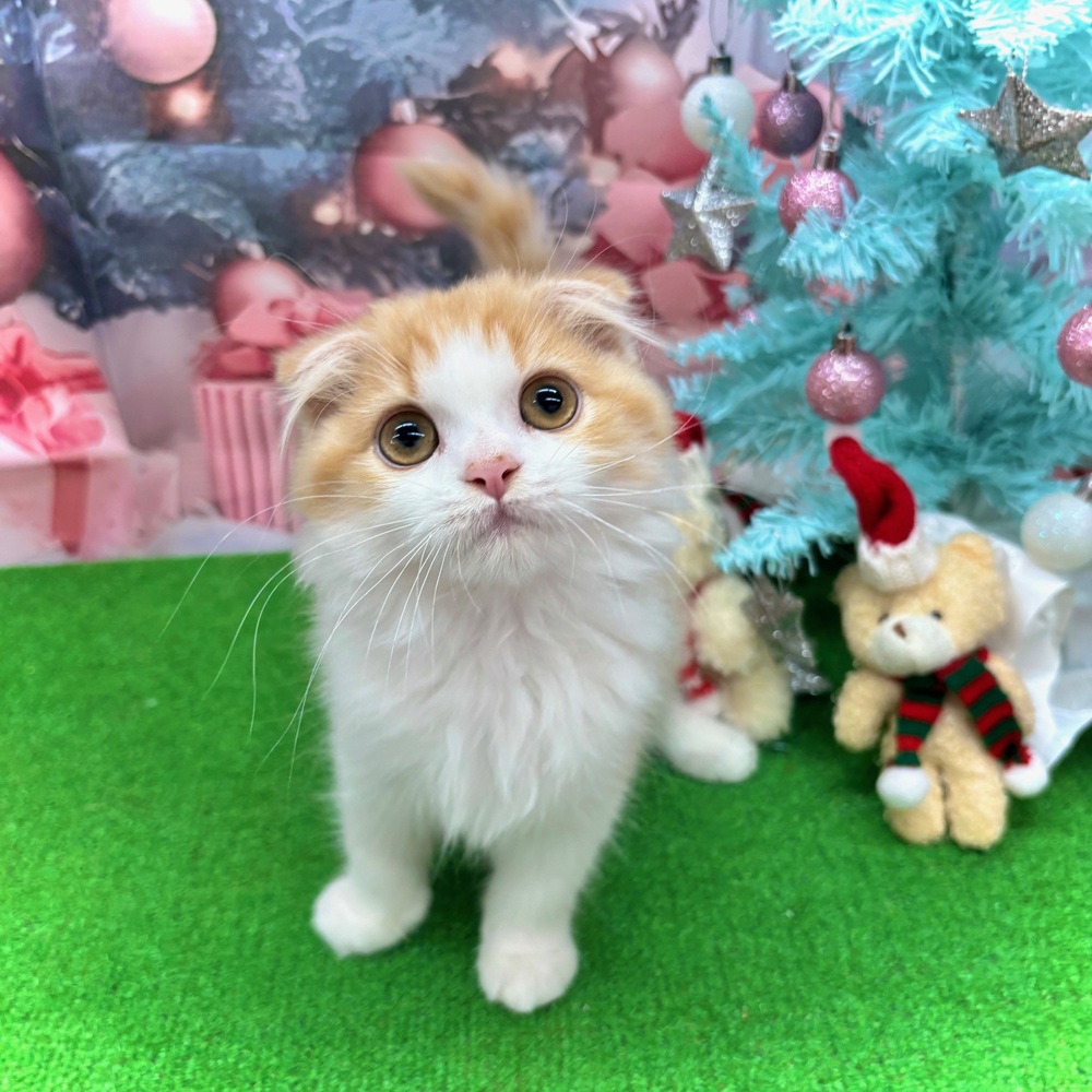 愛知県のスコティッシュフォールド (犬の家＆猫の里名古屋天白店/2025年8月4日生まれ/女の子/レッドタビーホワイト)の子猫の1枚目の画像