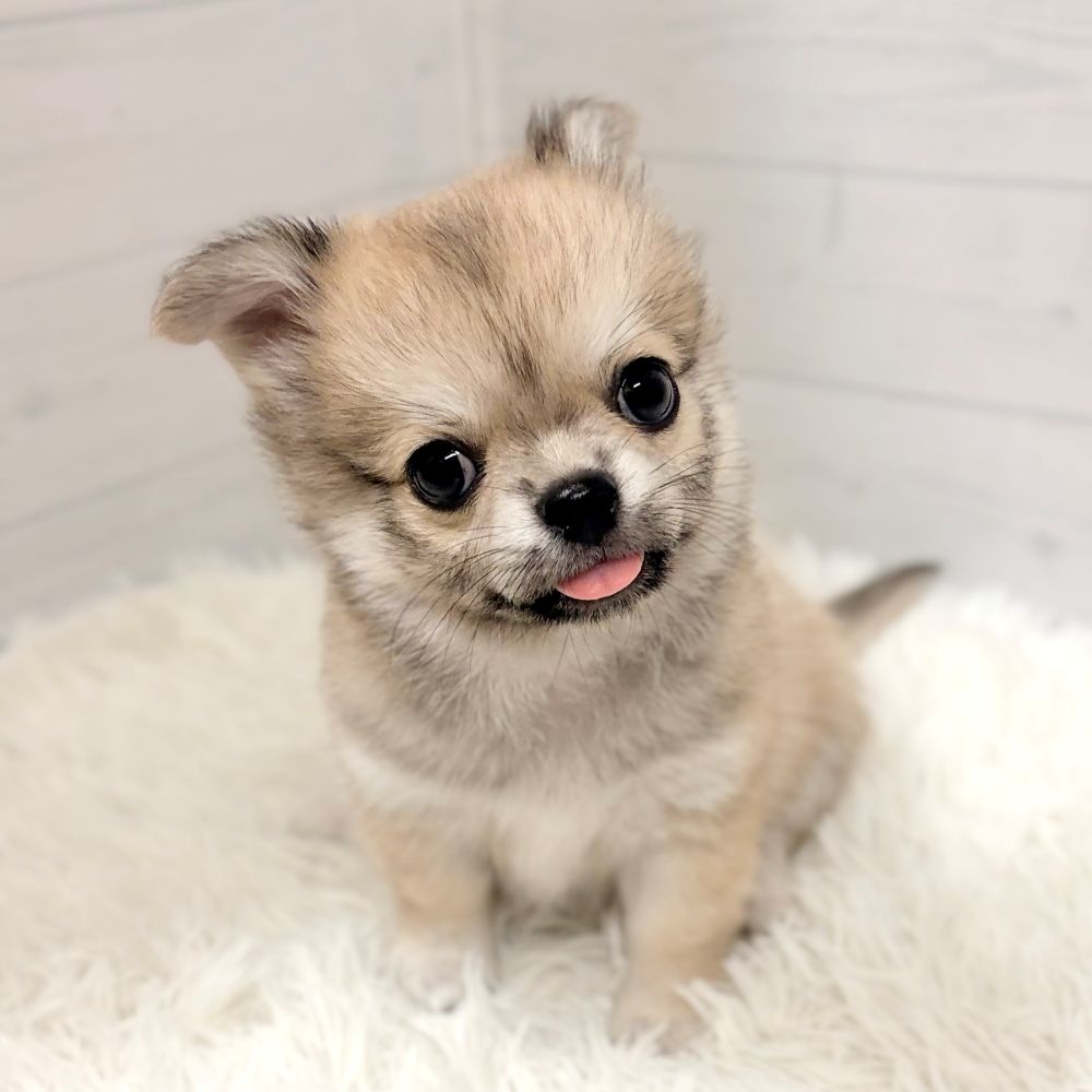 愛知県のチワワ(ロング) (犬の家＆猫の里豊田店/2026年3月17日生まれ/男の子/フォーンホワイト)の子犬の1枚目の画像