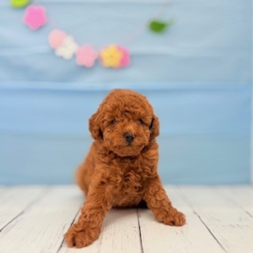愛知県のトイプードル(トイ) (犬の家＆猫の里豊川インター店/2025年4月1日生まれ/男の子/レッド)の子犬