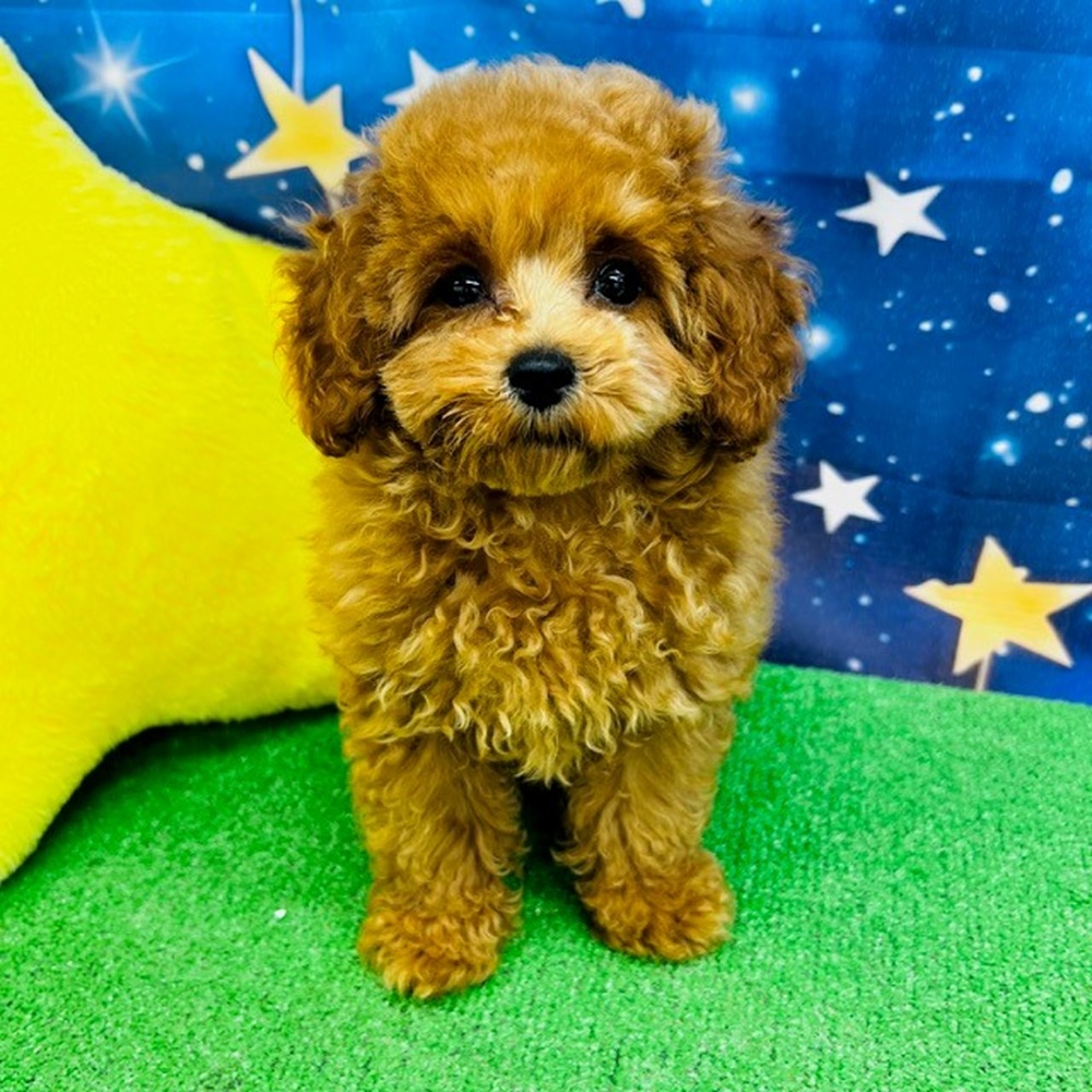 愛知県のトイプードル(トイ) (犬の家＆猫の里名古屋天白店/2025年7月7日生まれ/女の子/レッド)の子犬の1枚目の画像