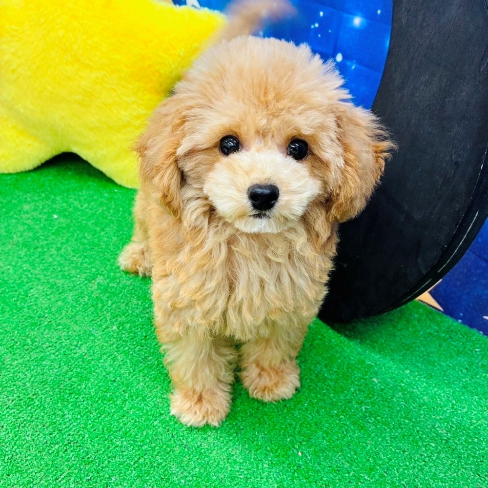 愛知県のトイプードル(トイ) (犬の家＆猫の里名古屋天白店/2025年7月11日生まれ/男の子/アプリコット)の子犬の1枚目の画像
