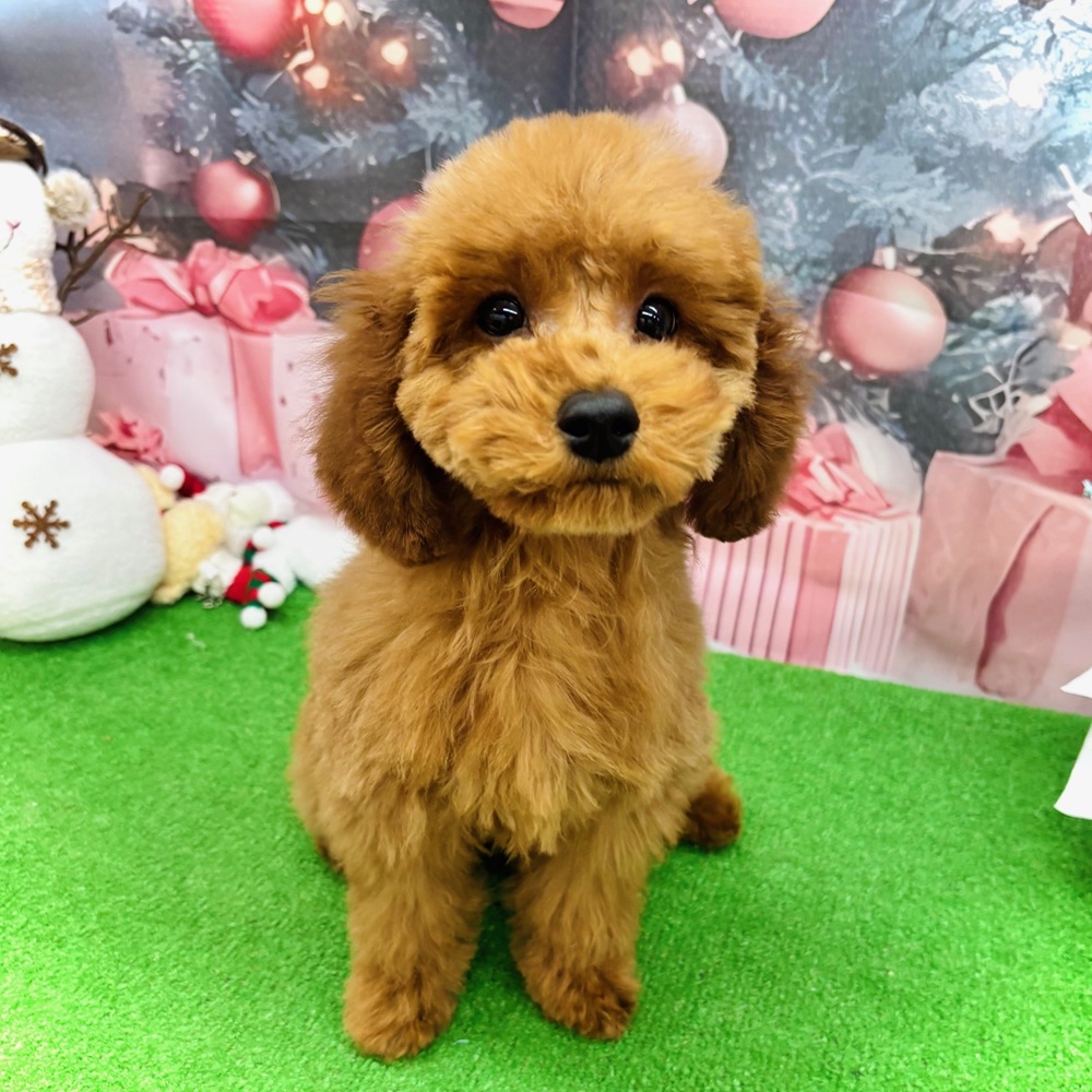 トイプードル女の子の写真