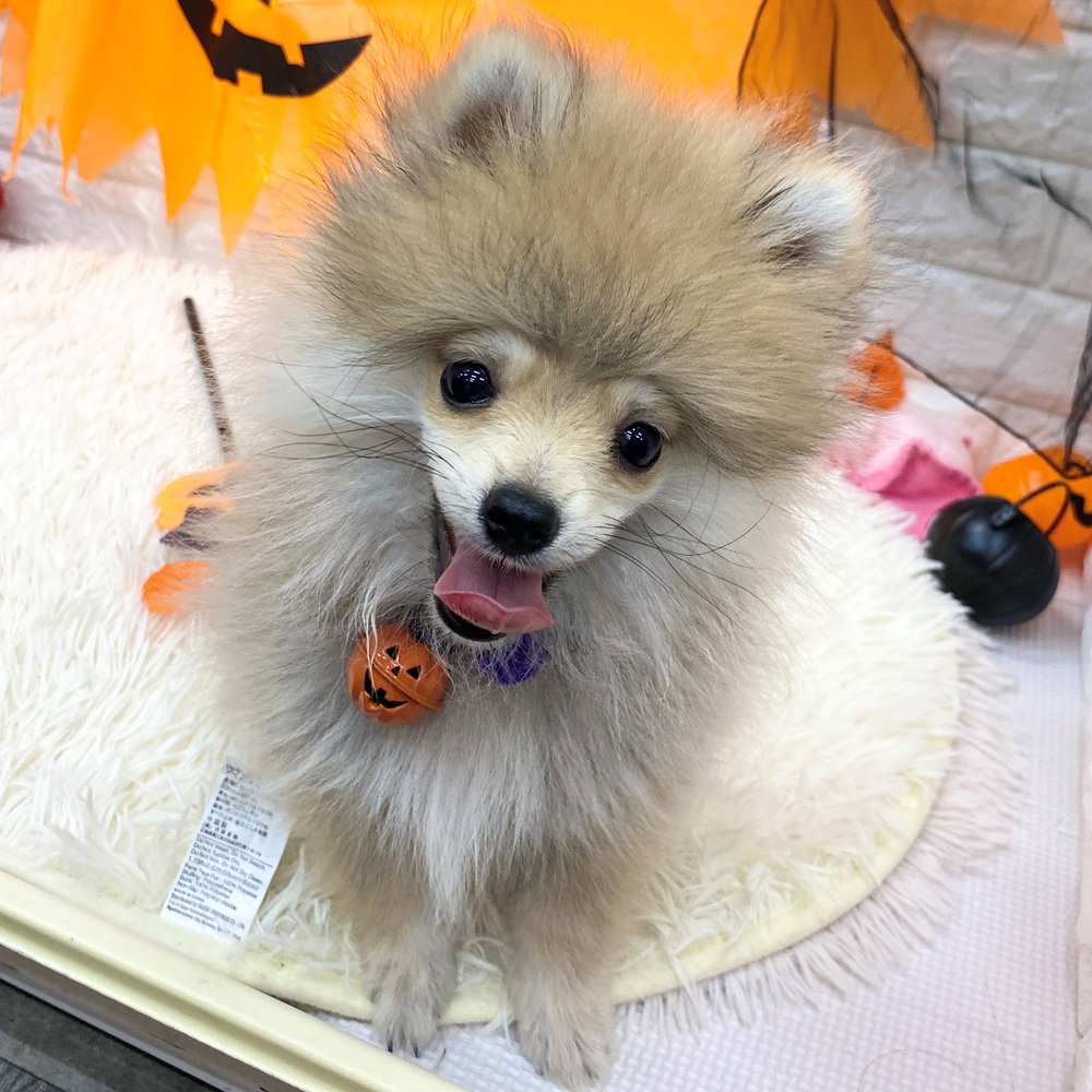 2025年7月16日生まれのポメラニアンの9枚目の写真