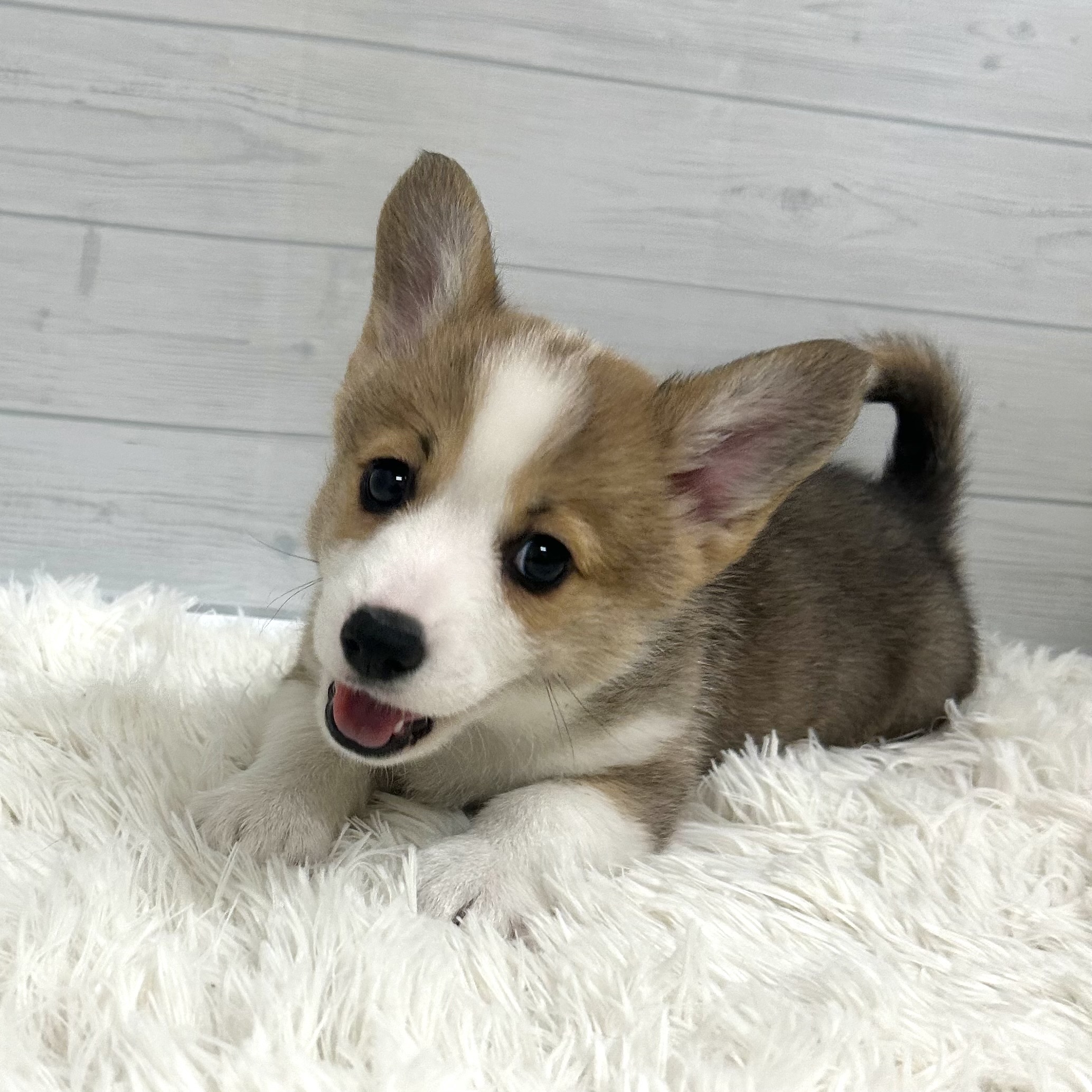 コーギー男の子の写真