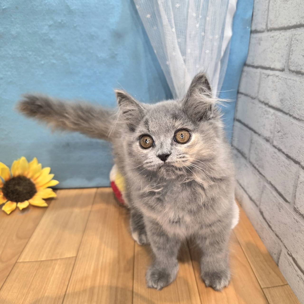 長野県のスコティッシュストレート (犬の家＆猫の里カインズ梓川店/2026年4月24日生まれ/女の子/ブルークリーム)の子猫の1枚目の画像