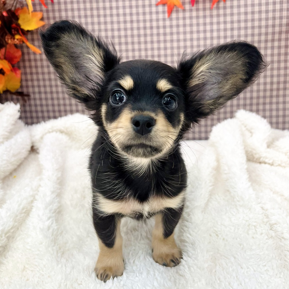 愛知県のチワックス(チワワ×ダックス) (犬の家＆猫の里エアポートウォーク店/2025年8月25日生まれ/男の子/ブラックタン)の子犬の1枚目の画像