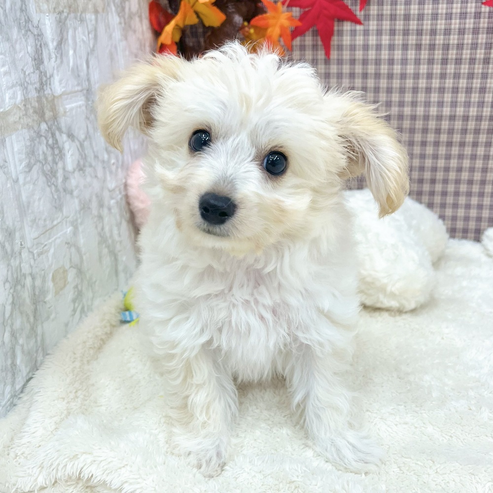 愛知県のハーフ犬・ミックス犬 (犬の家＆猫の里エアポートウォーク店/2025年6月28日生まれ/男の子/クリーム)の子犬の1枚目の画像