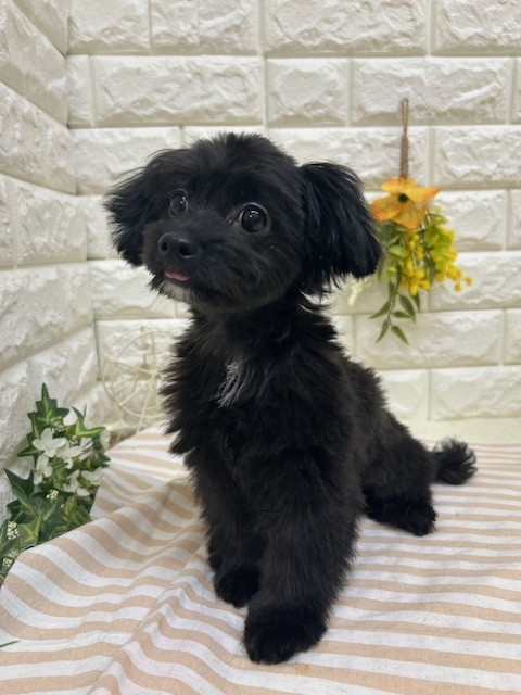 ハーフ犬男の子の写真