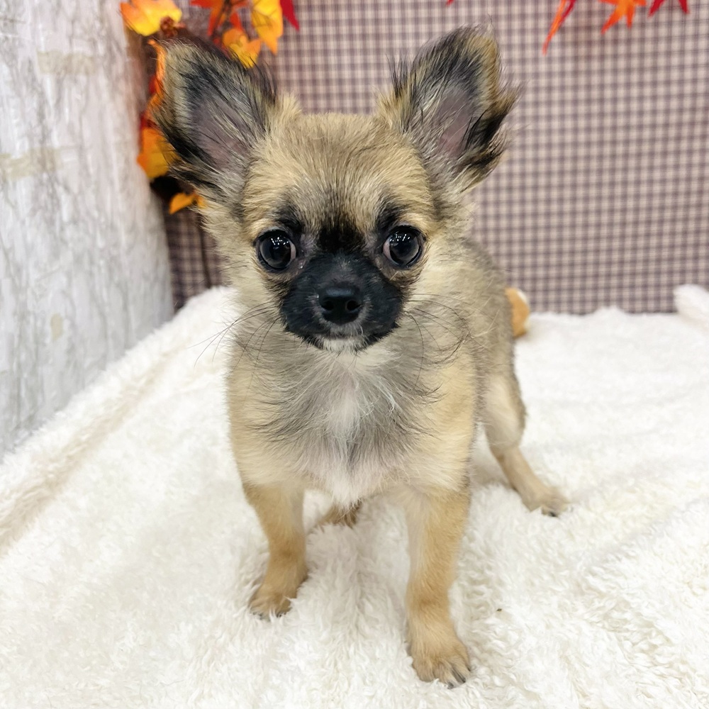 愛知県のチワワ(ロング) (犬の家＆猫の里エアポートウォーク店/2025年7月22日生まれ/女の子/レッドホワイト)の子犬の1枚目の画像