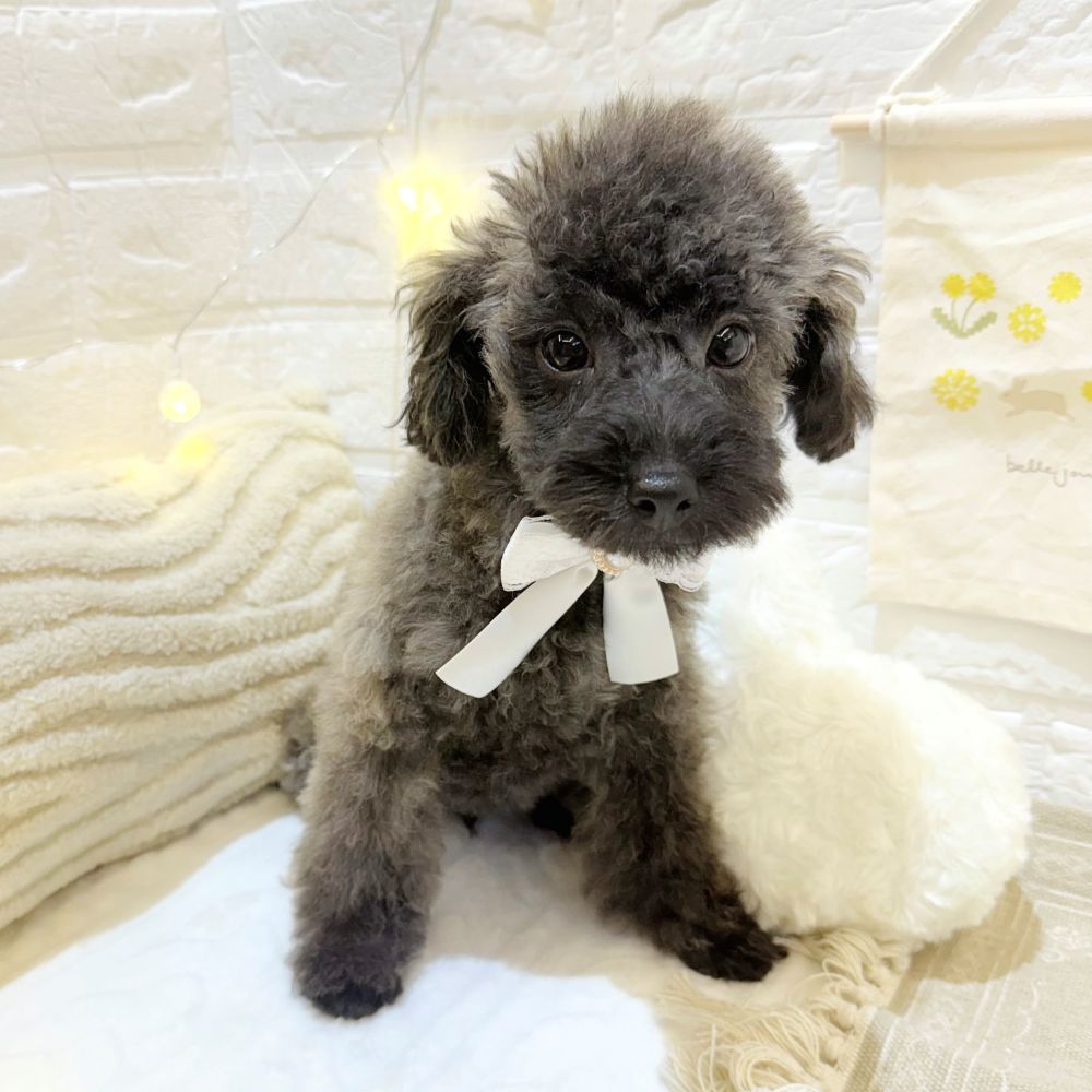 静岡県のトイプードル(トイ) (犬の家＆猫の里富士店/2025年4月1日生まれ/男の子/ブリンドル)の子犬の1枚目の画像