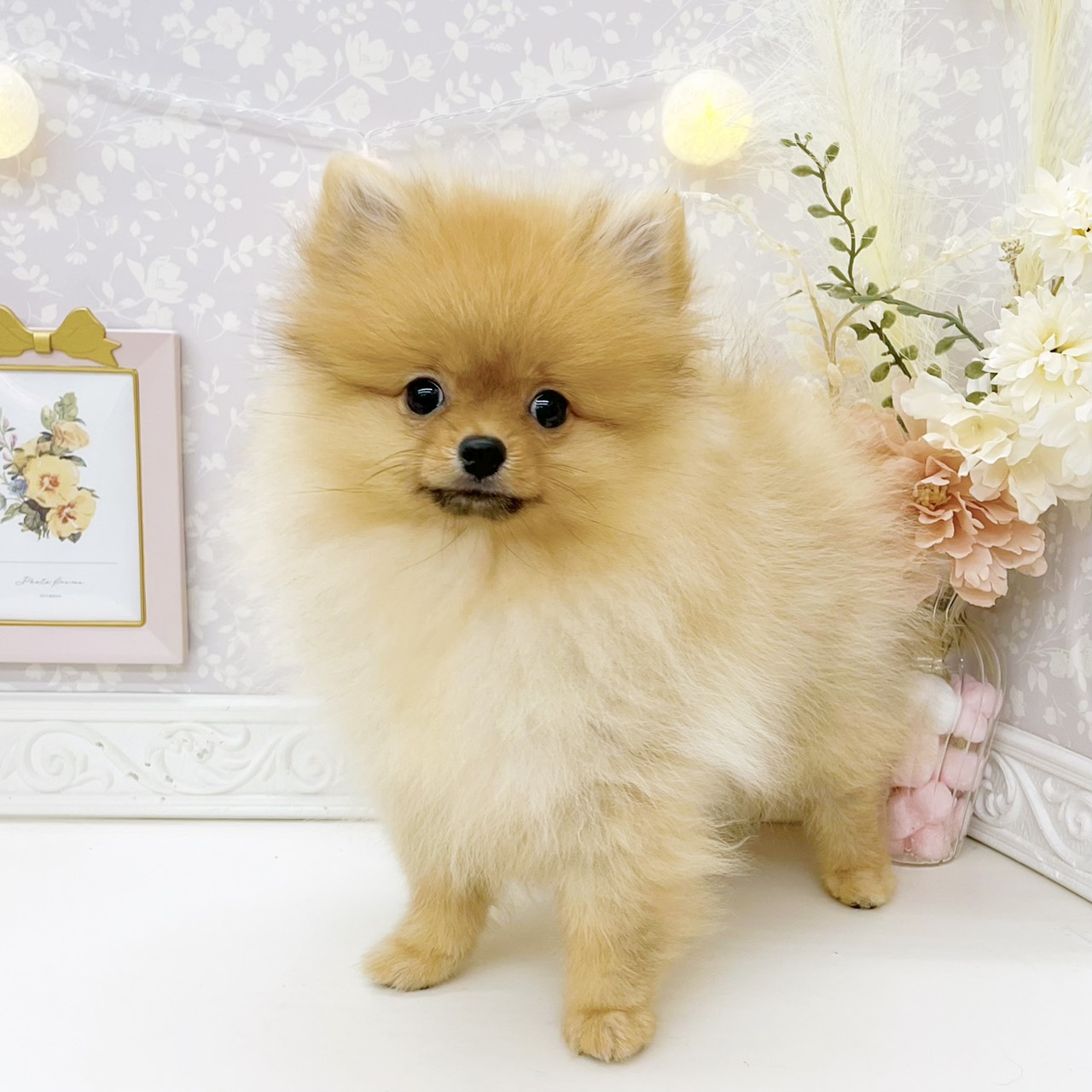 富山県のポメラニアン (犬の家＆猫の里富山店/2026年7月4日生まれ/女の子/オレンジ)の子犬の1枚目の画像