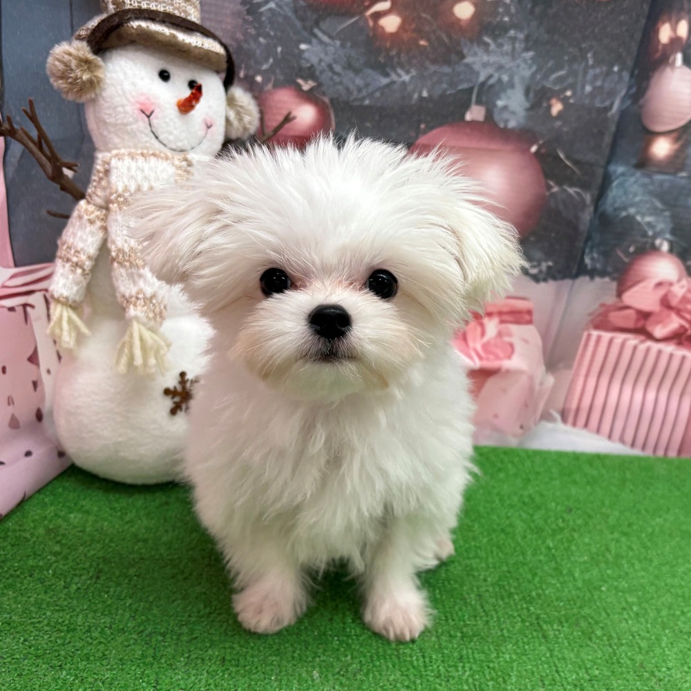 愛知県のチワマル/マルチワ(チワワ×マルチーズ) (犬の家＆猫の里名古屋天白店/2025年8月1日生まれ/男の子/クリーム)の子犬の1枚目の画像