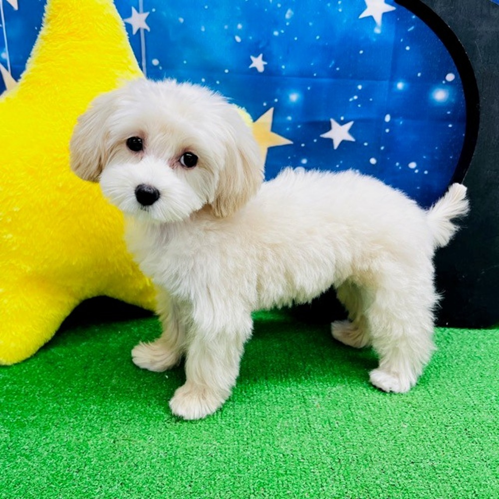 2025年7月5日生まれのマルプー(マルチーズ×プードル)の9枚目の写真