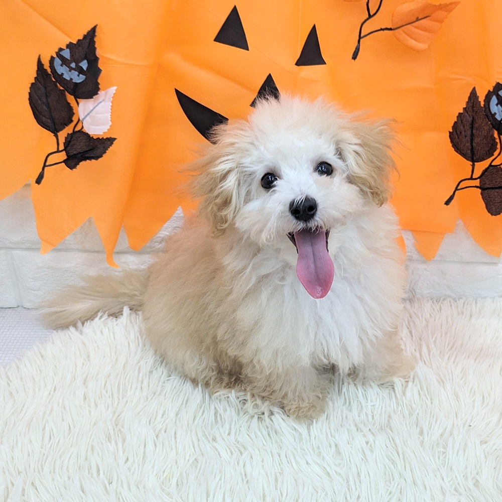 2025年7月5日生まれのマルプー(マルチーズ×プードル)の9枚目の写真